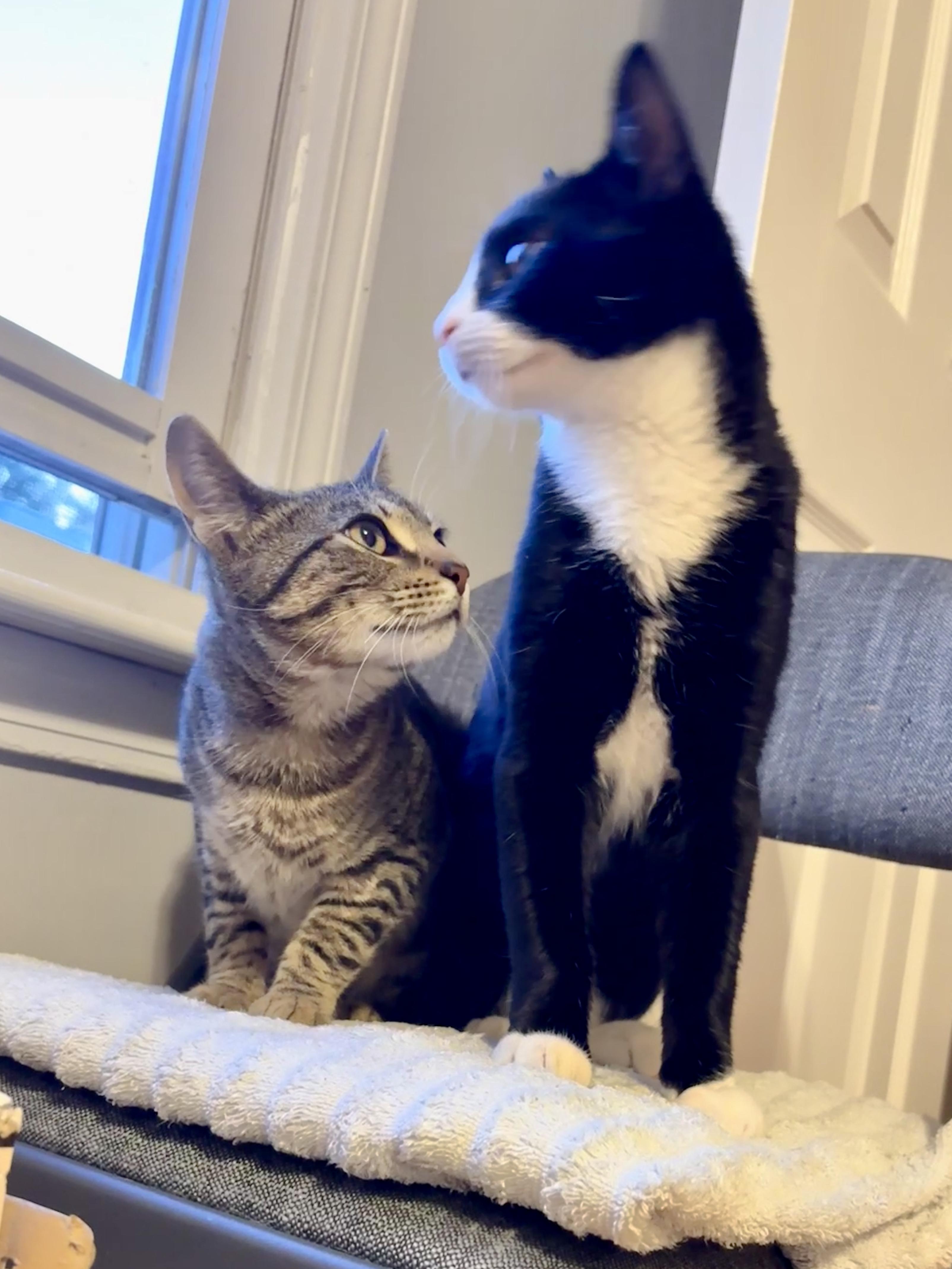 Enlarge Braidy & Briar, a Adoptable Domestic Short Hair in Andover, CT image 4/6