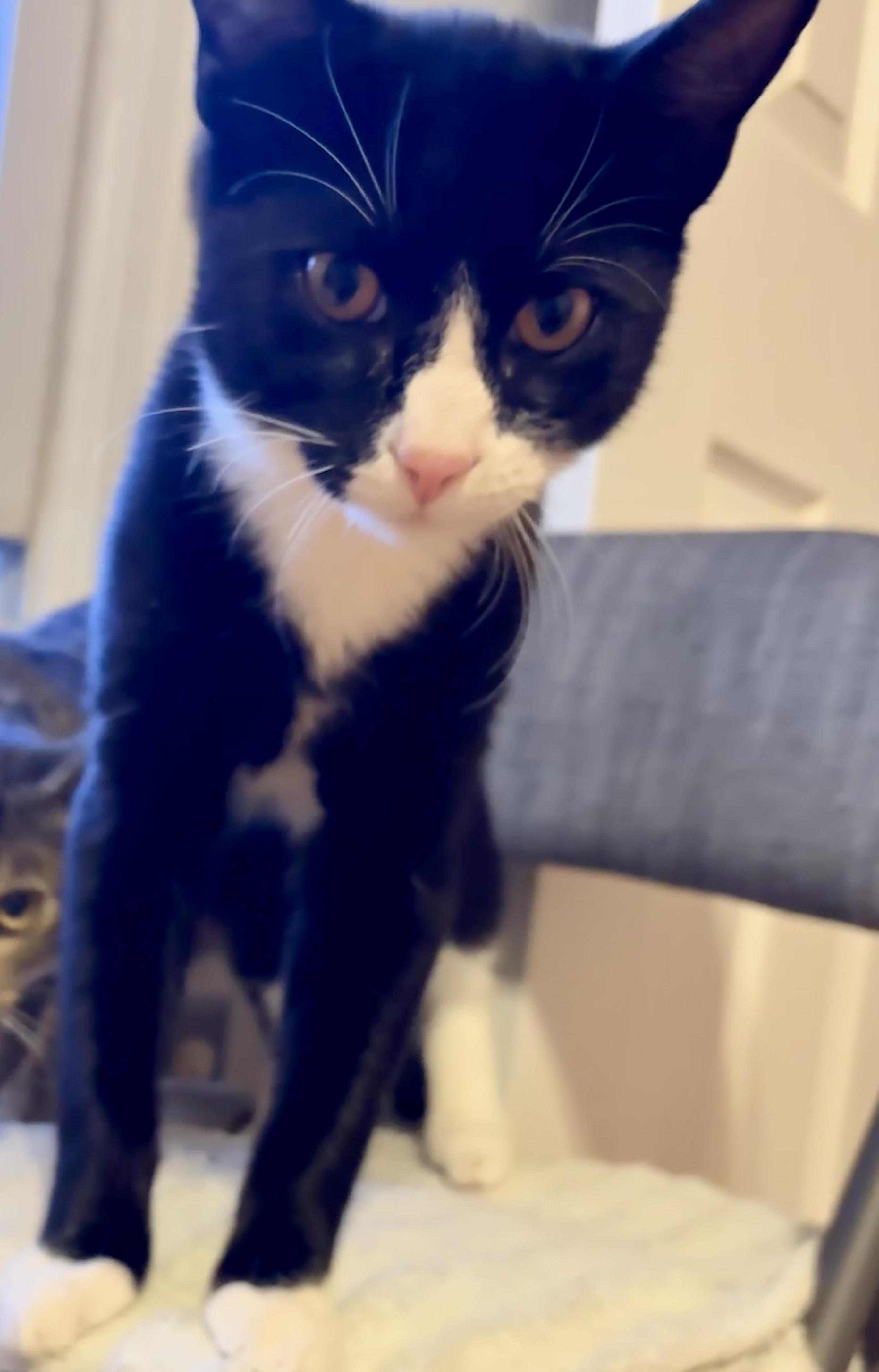 Enlarge Braidy & Briar, a Adoptable Domestic Short Hair in Andover, CT image 5/6