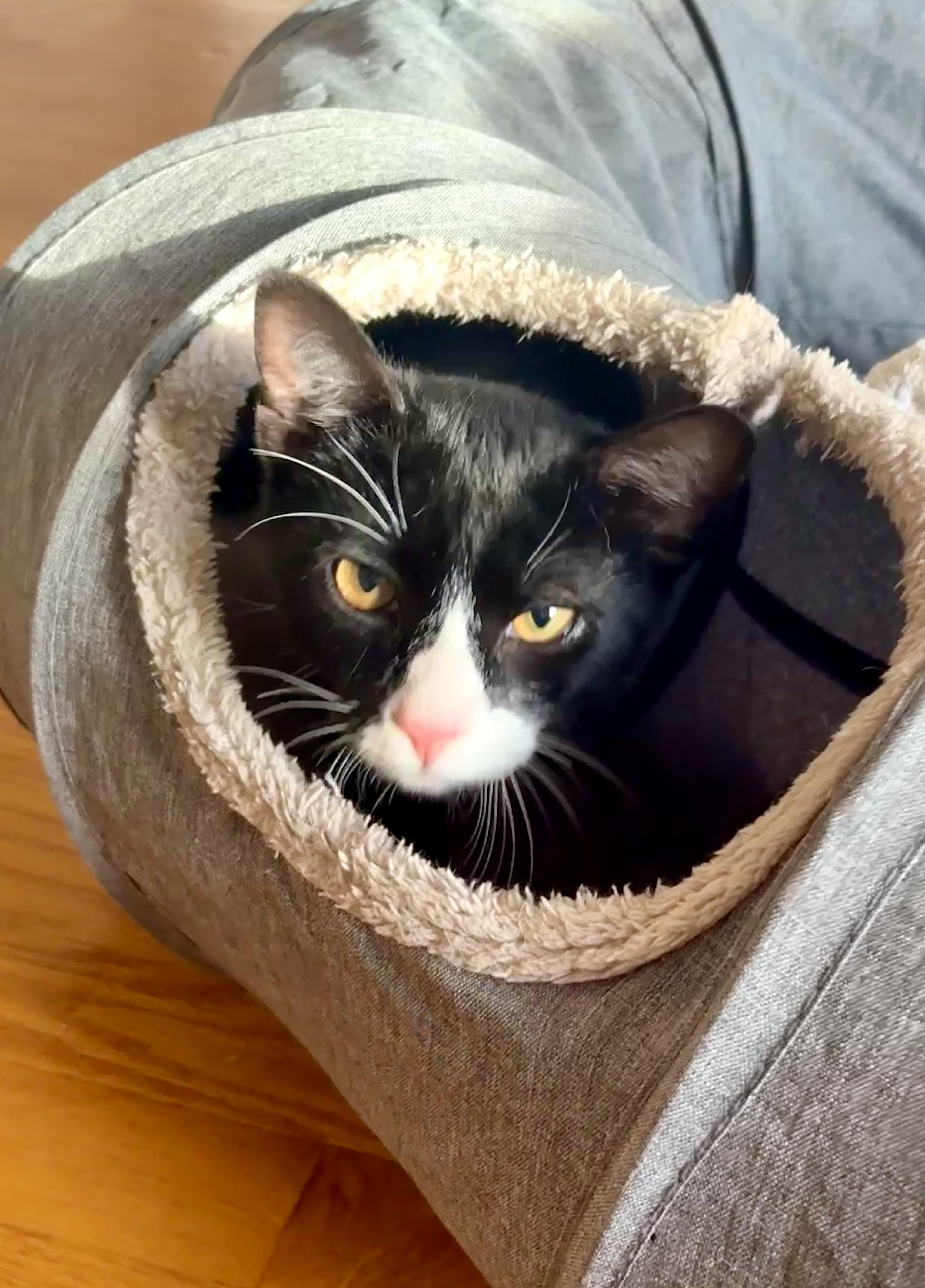 Braidy & Briar, Adoptable, Young Male Domestic Short Hair.