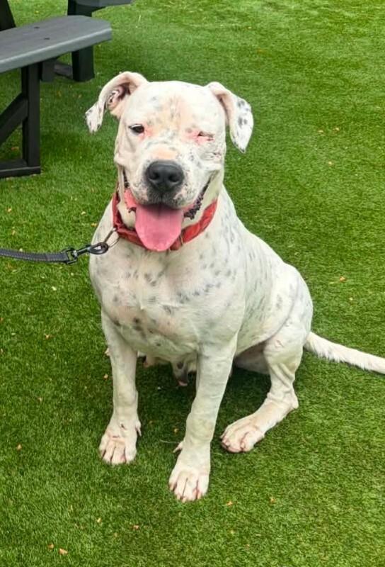 Bernice, Adoptable, Young Female Dogo Argentino.
