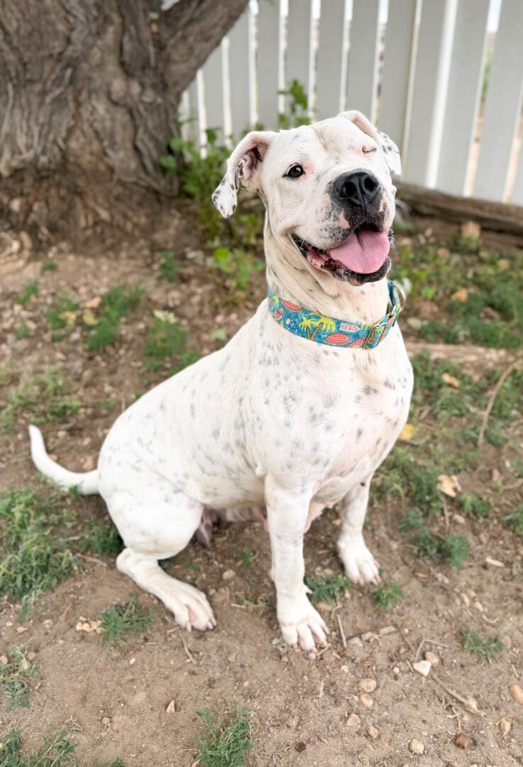 Bernice, a Adoptable Dogo Argentino in Windsor, CO image 2/6
