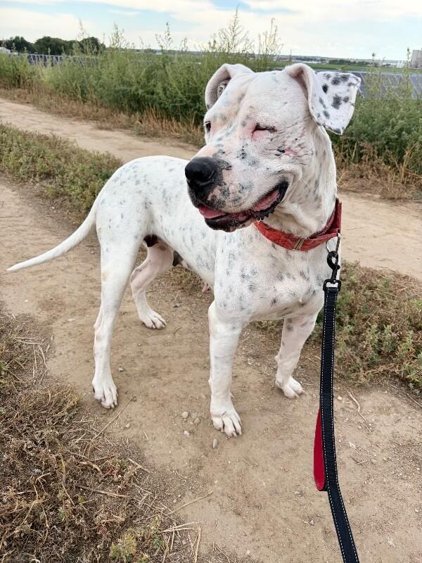 Bernice, a Adoptable Dogo Argentino in Windsor, CO image 3/6