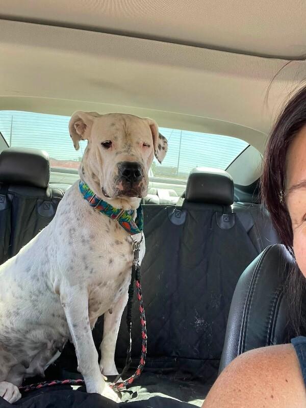 Bernice, a Adoptable Dogo Argentino in Windsor, CO image 4/6