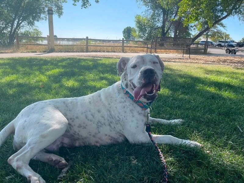 Bernice, a Adoptable Dogo Argentino in Windsor, CO image 5/6