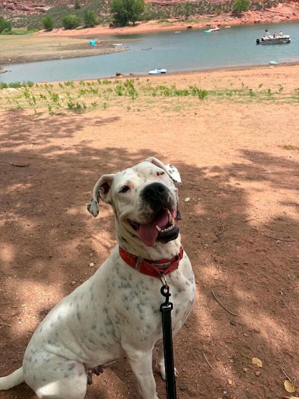 Bernice, a Adoptable Dogo Argentino in Windsor, CO image 6/6