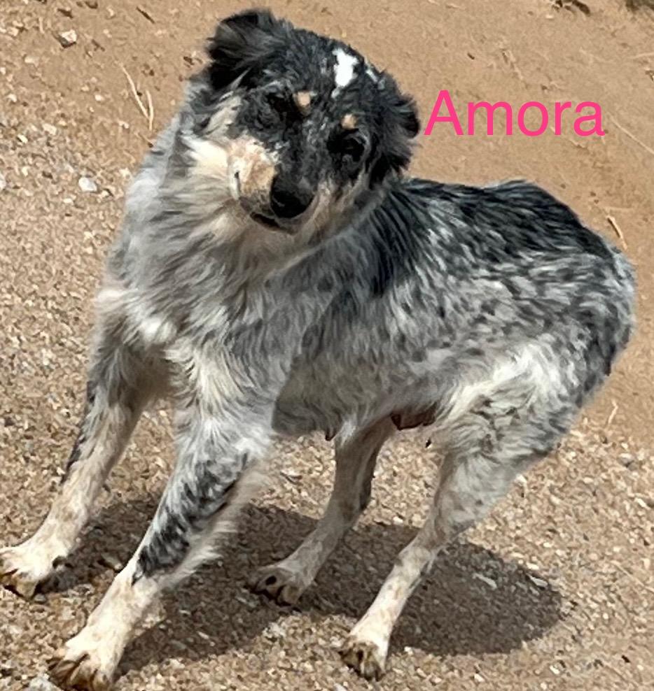 Amora, adoptable, Young Female Australian Shepherd & Cattle Dog.