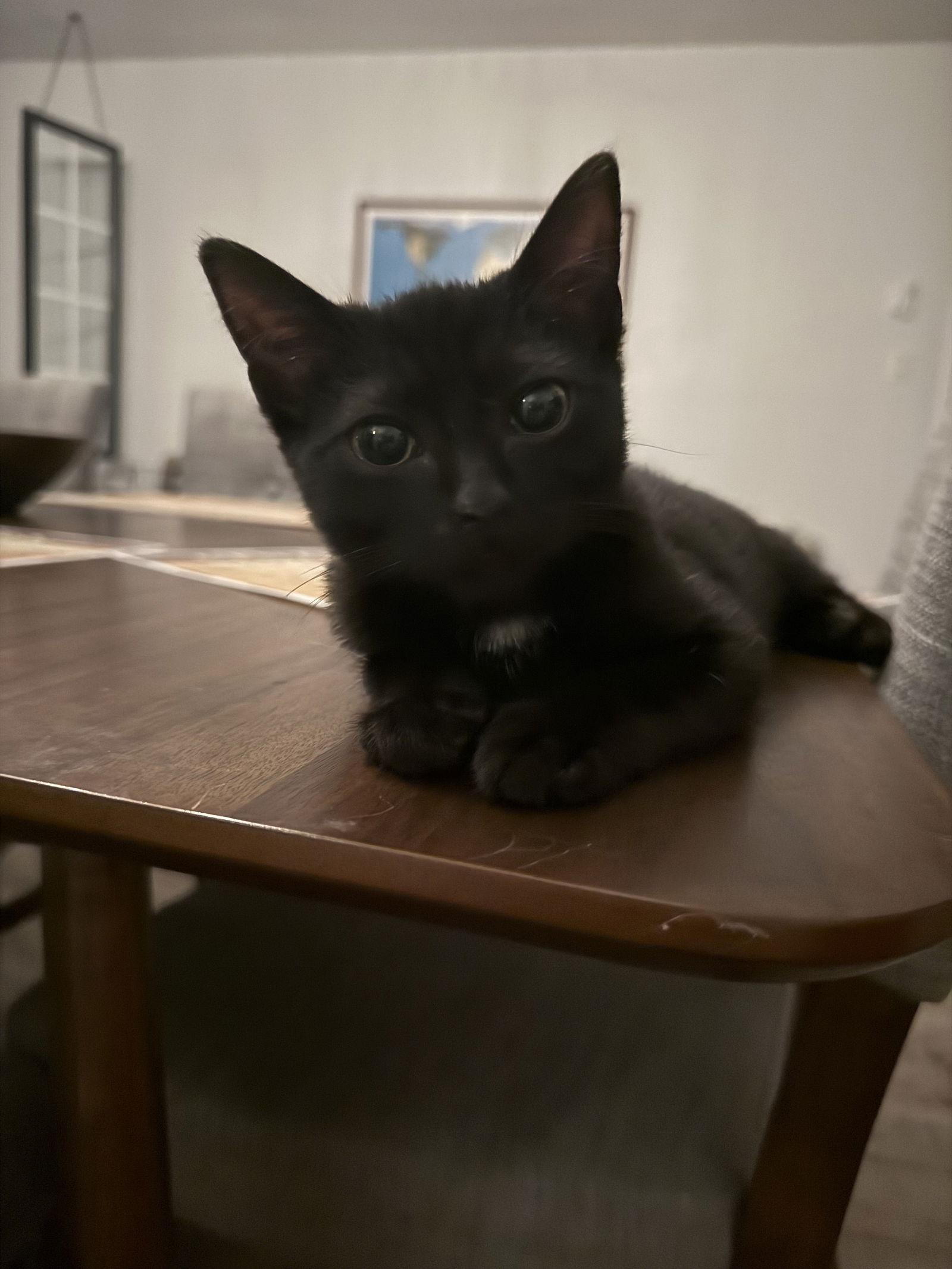 Chaos, a Adopted Domestic Short Hair in Los Alamitos, CA image 1/3