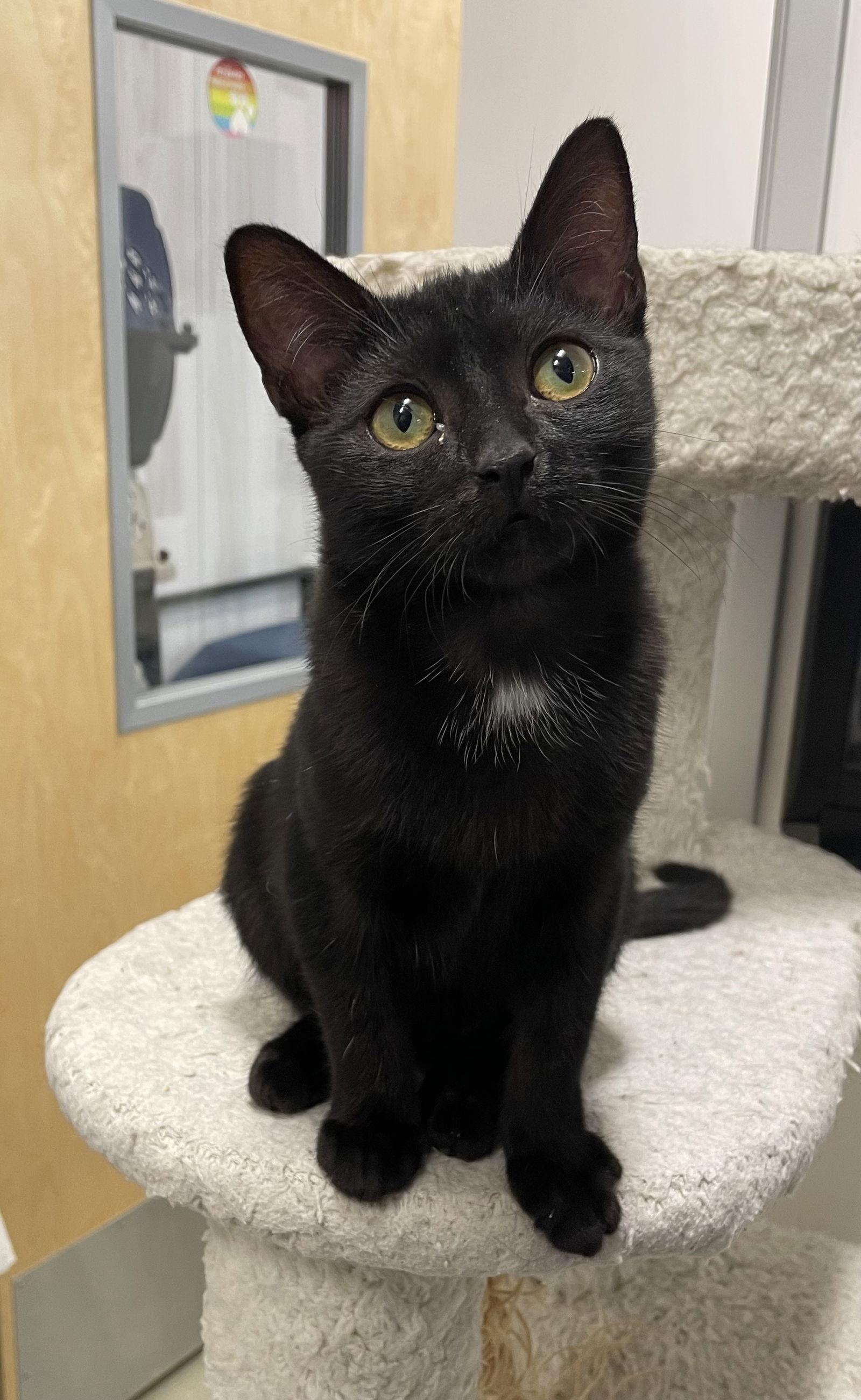 Chaos, a Adopted Domestic Short Hair in Los Alamitos, CA image 2/3