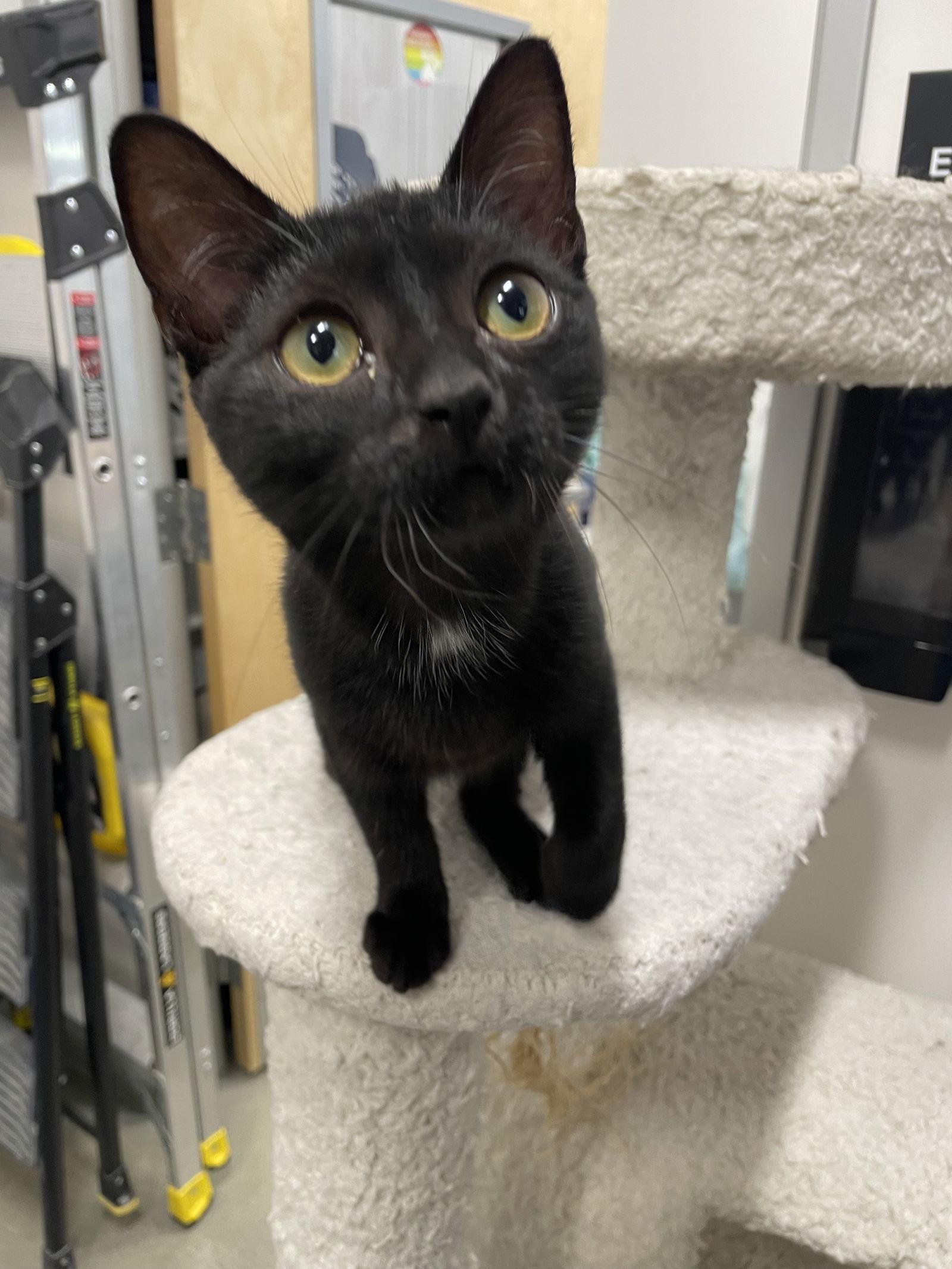 Chaos, a Adopted Domestic Short Hair in Los Alamitos, CA image 3/3