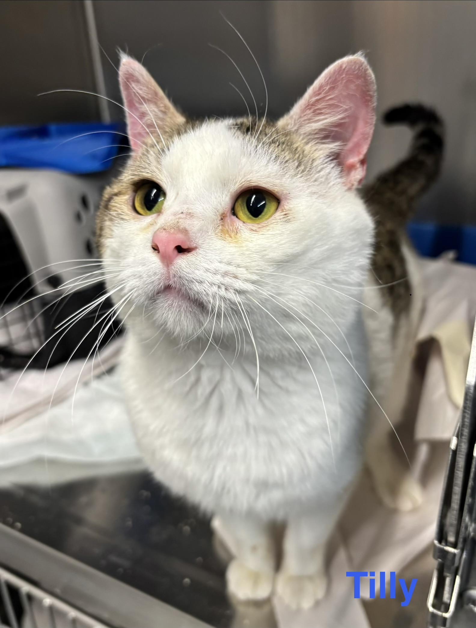 Tilly, ADOPTABLE, Adult Male Tabby.