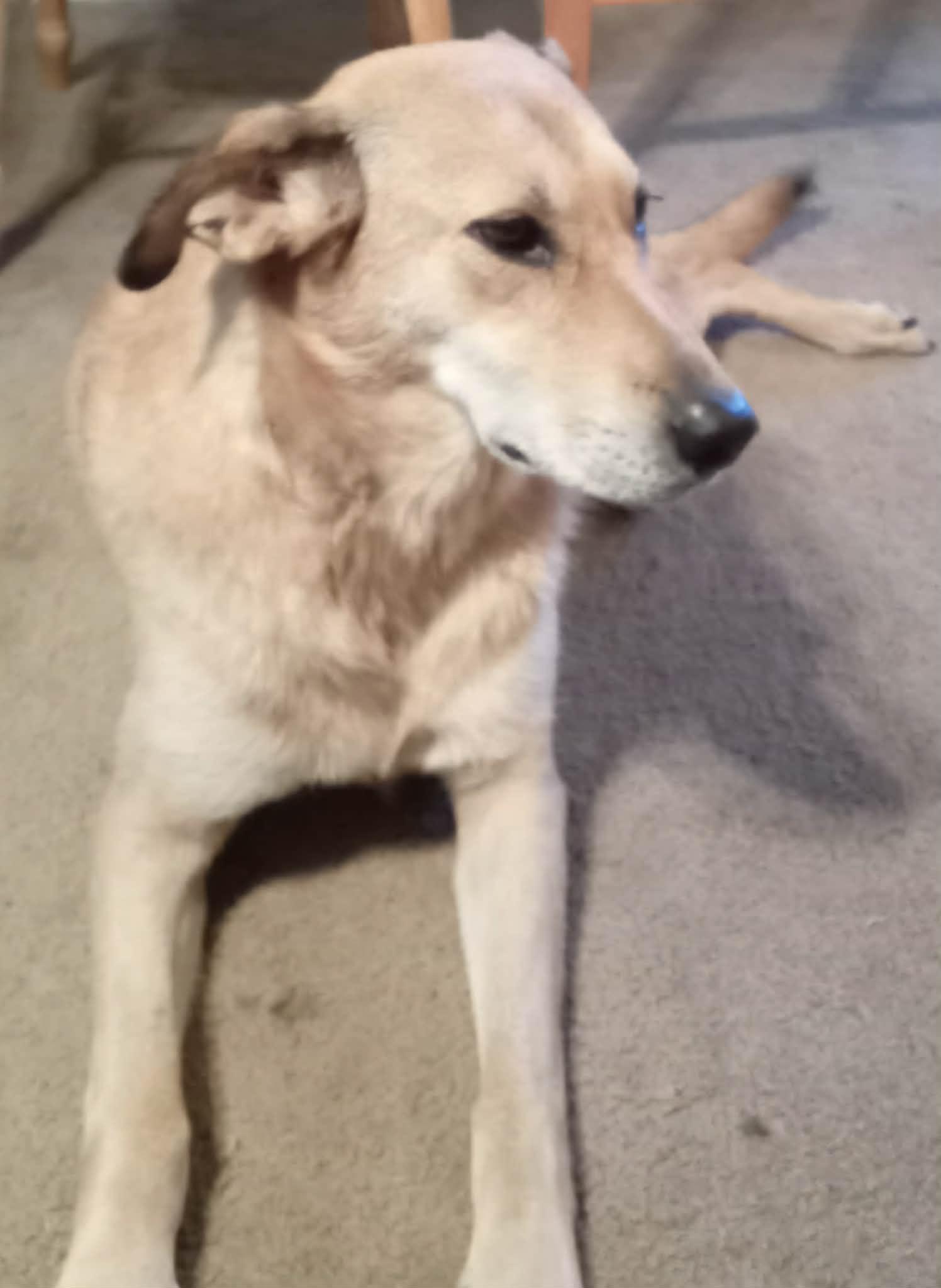 Sapphire, ADOPTABLE, Adult Female Chinook & Shepherd.