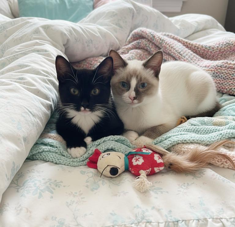 Cookie & Cocoa thumbnail 2