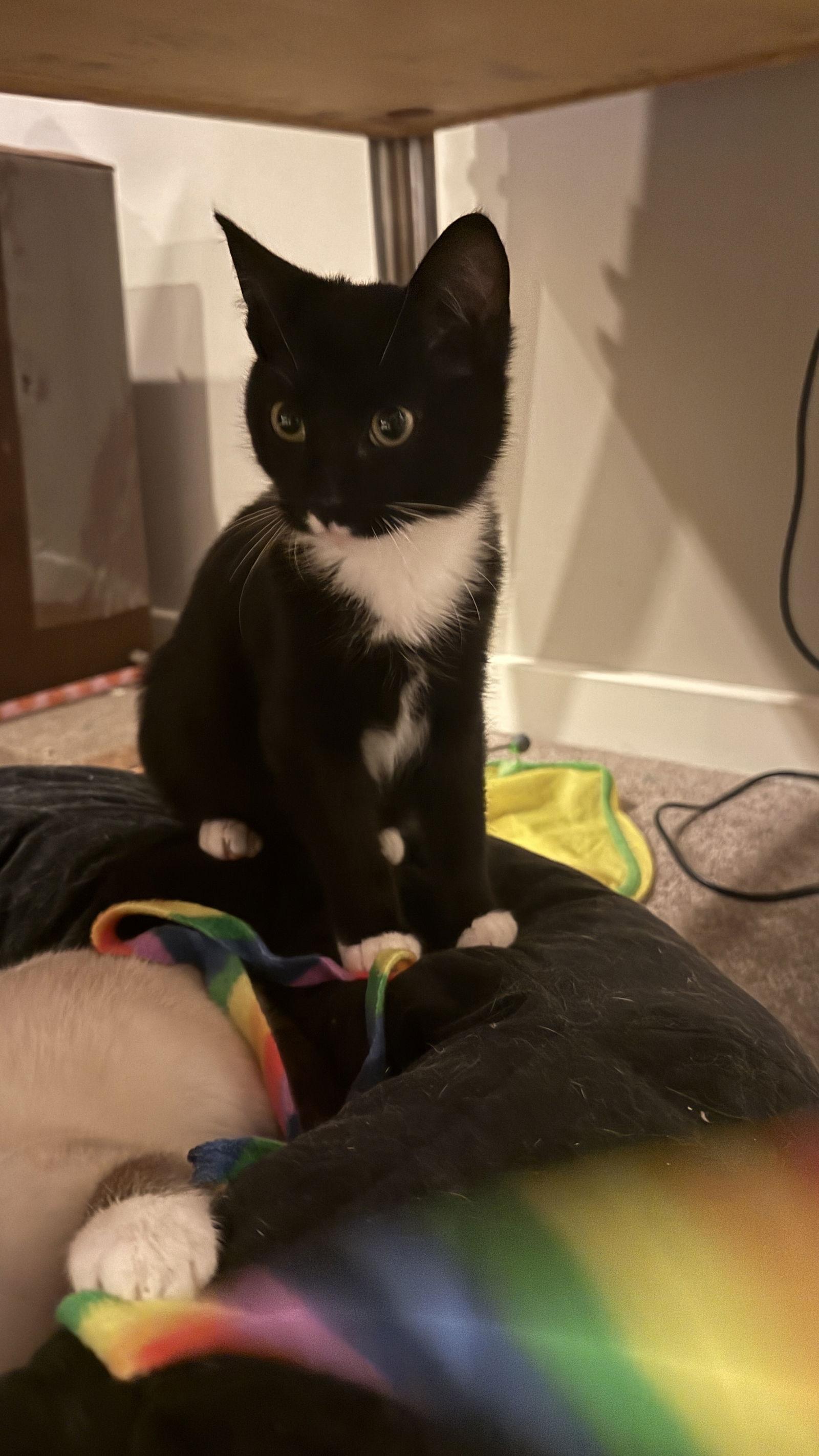 Cookie & Cocoa thumbnail 3