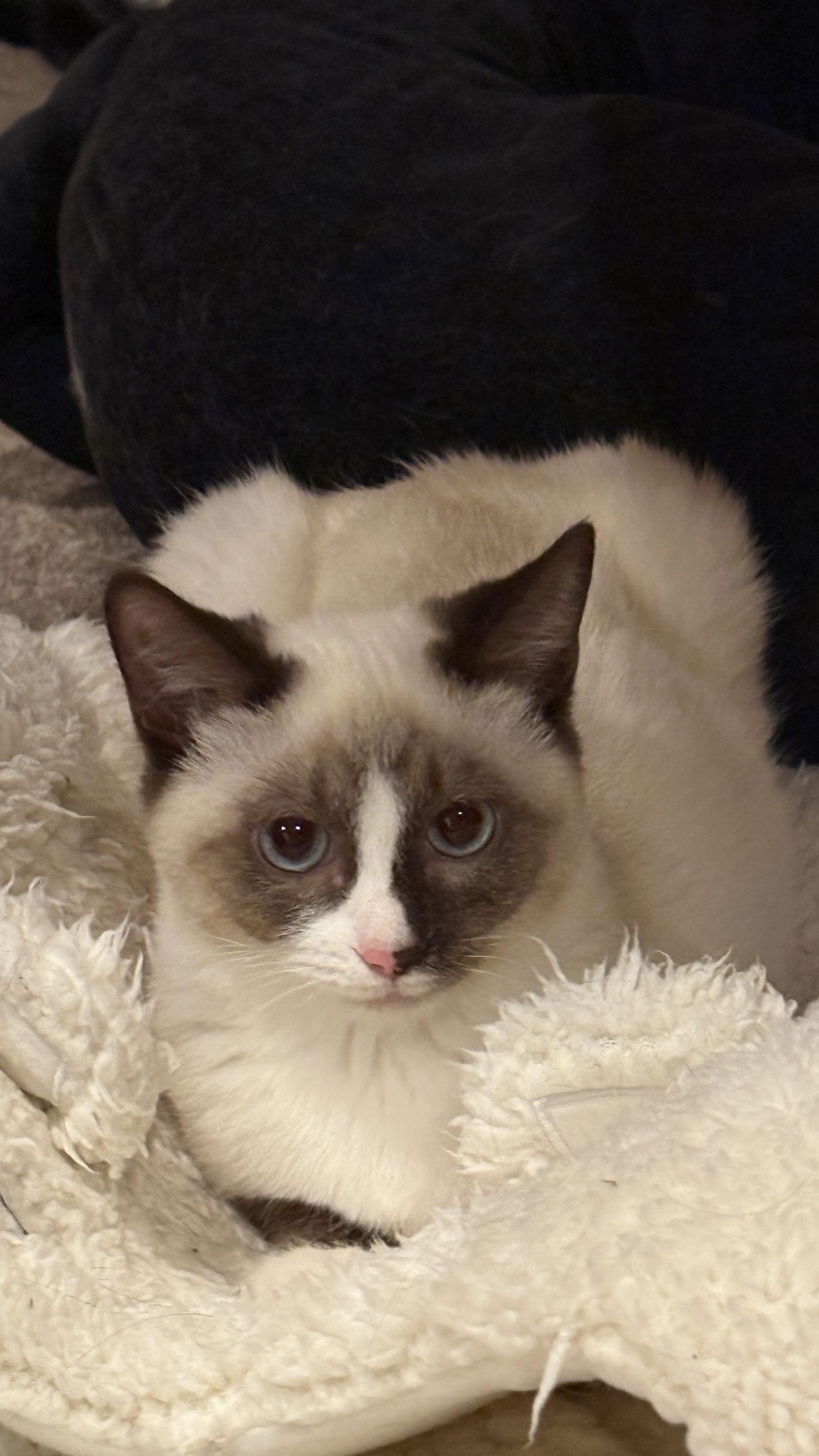 Cookie & Cocoa thumbnail 4