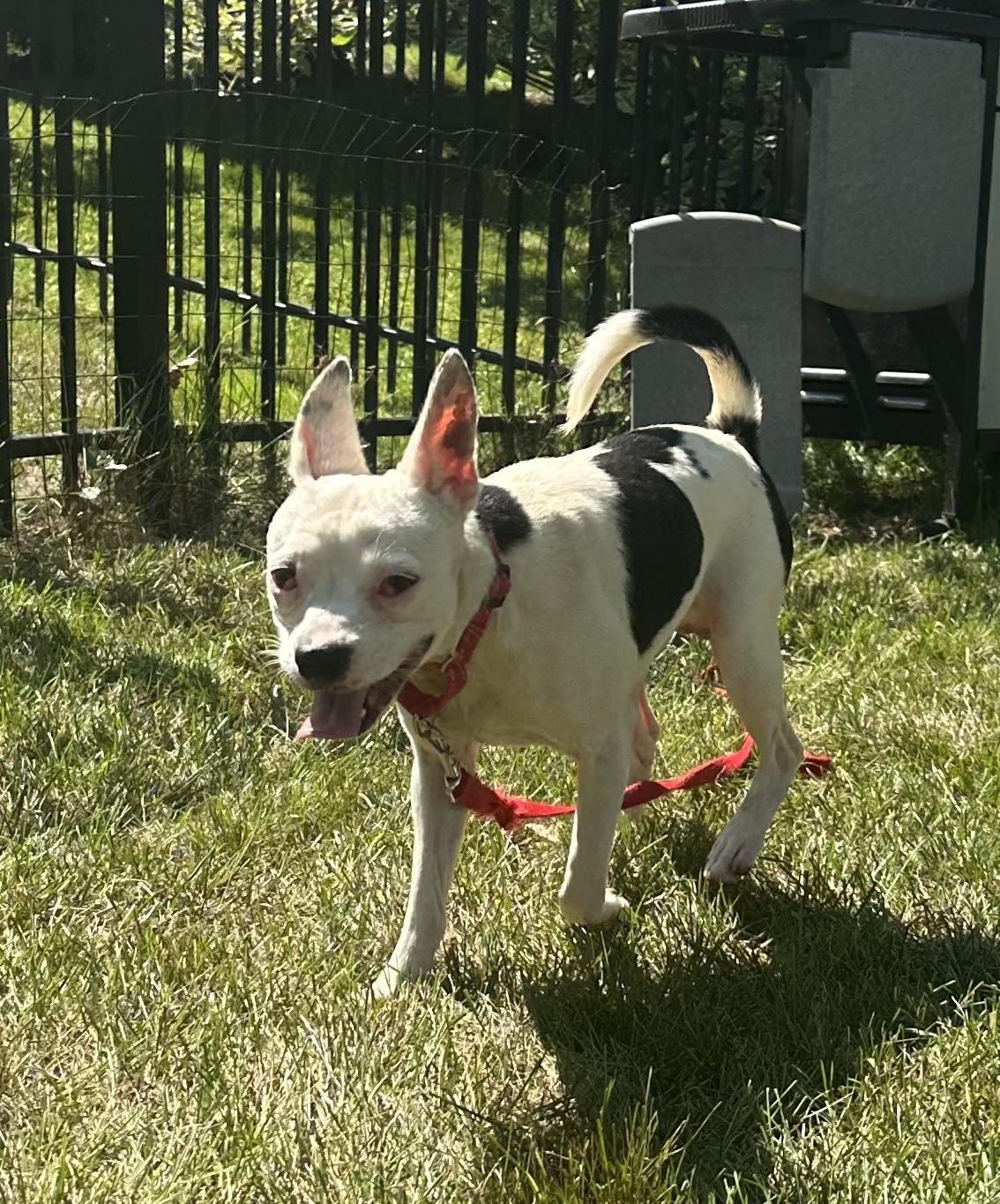 Gohan, a ADOPTABLE mixed breed in Bartlett, IL image 3/5
