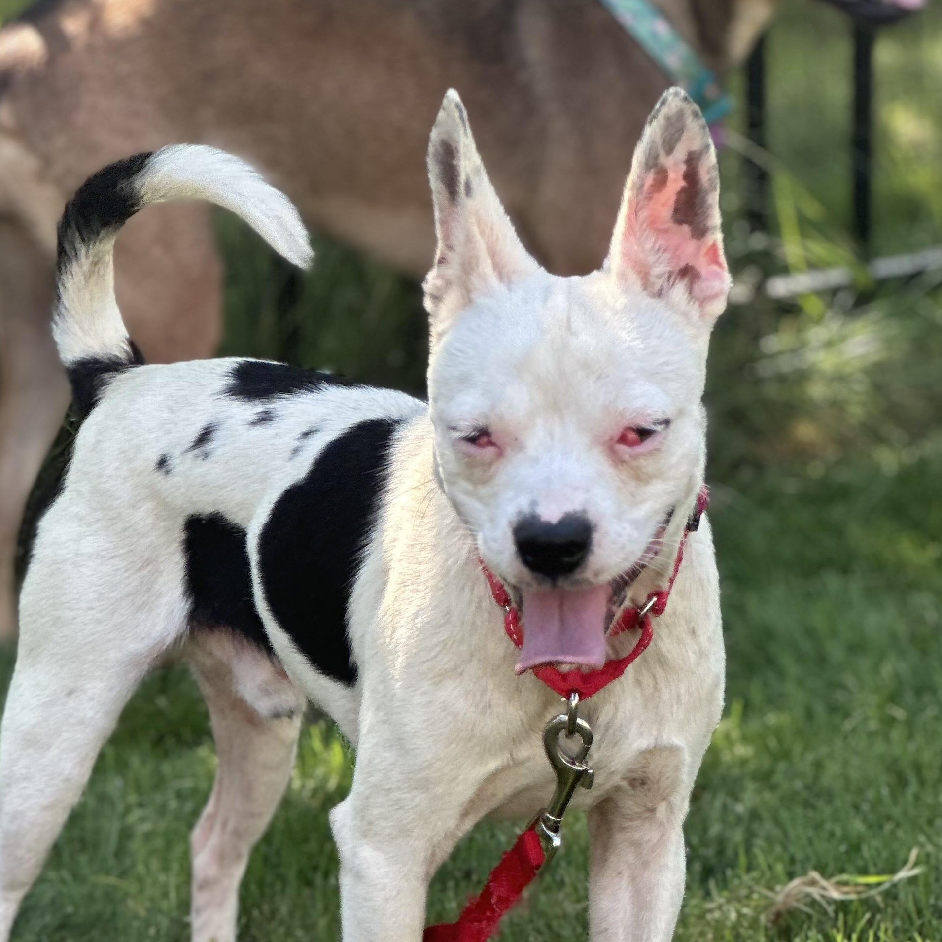 Gohan, a ADOPTABLE mixed breed in Bartlett, IL image 1/5
