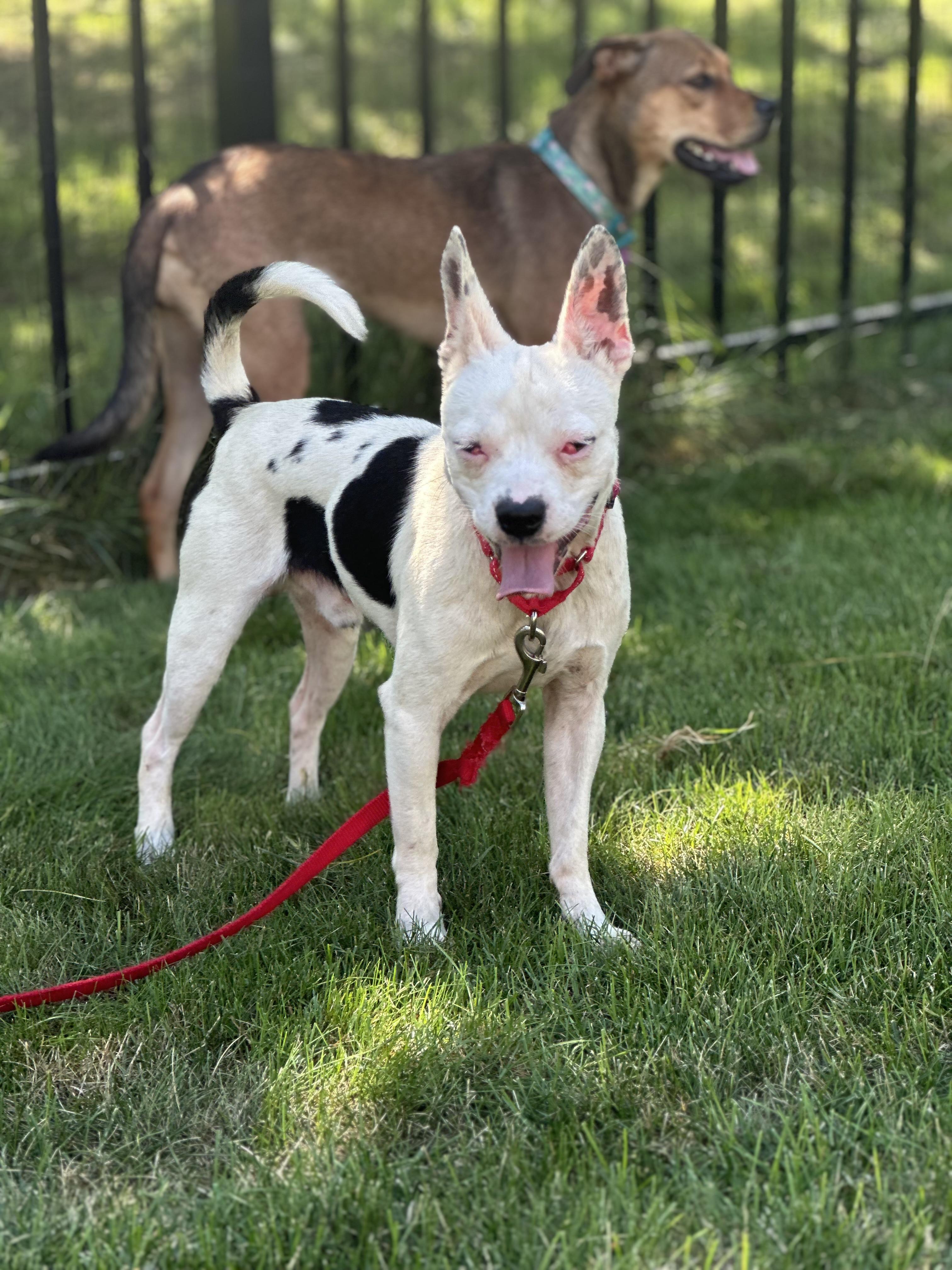 Gohan, a ADOPTABLE mixed breed in Bartlett, IL image 5/5
