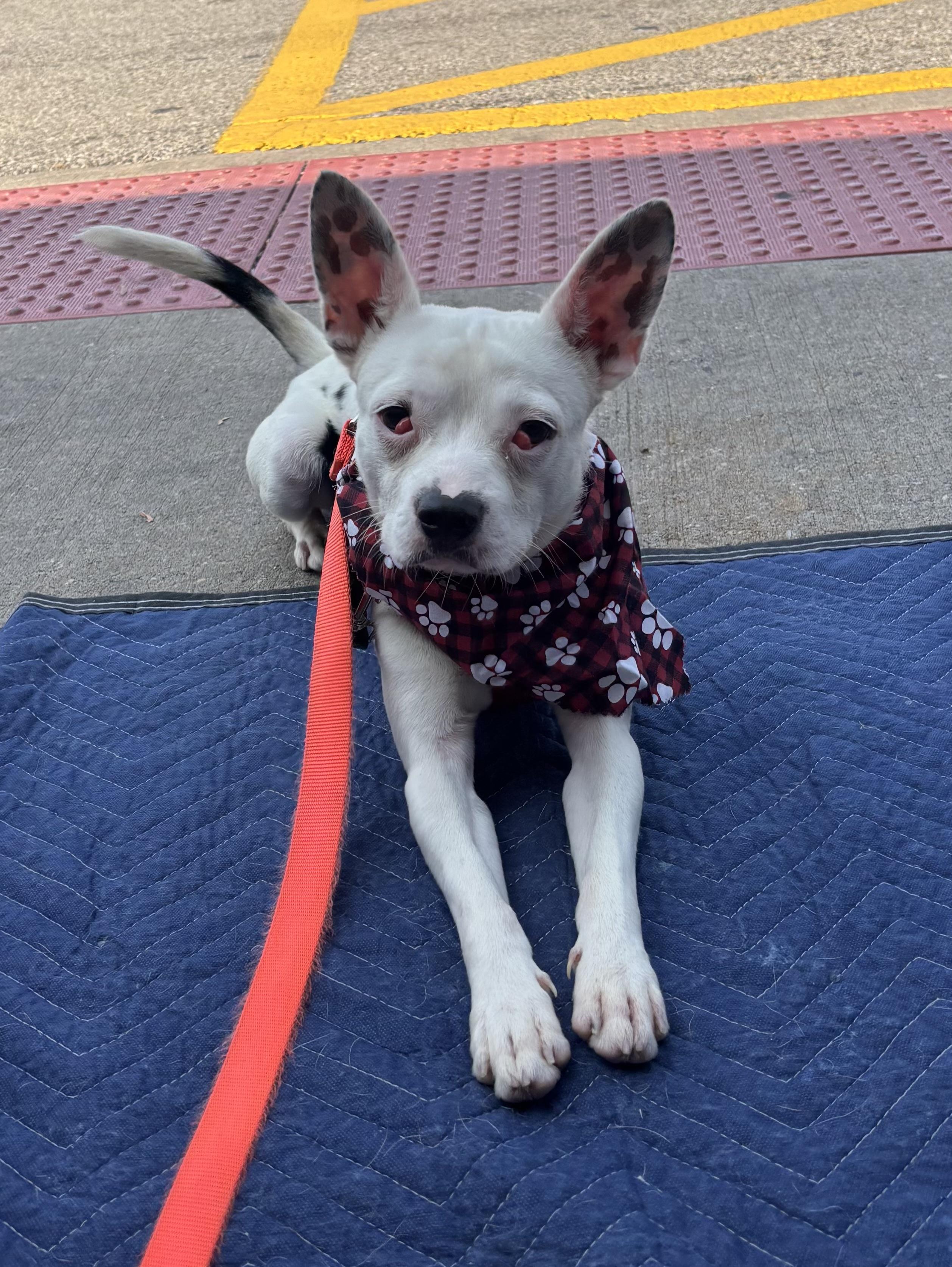 Gohan, a ADOPTABLE mixed breed in Bartlett, IL image 2/5