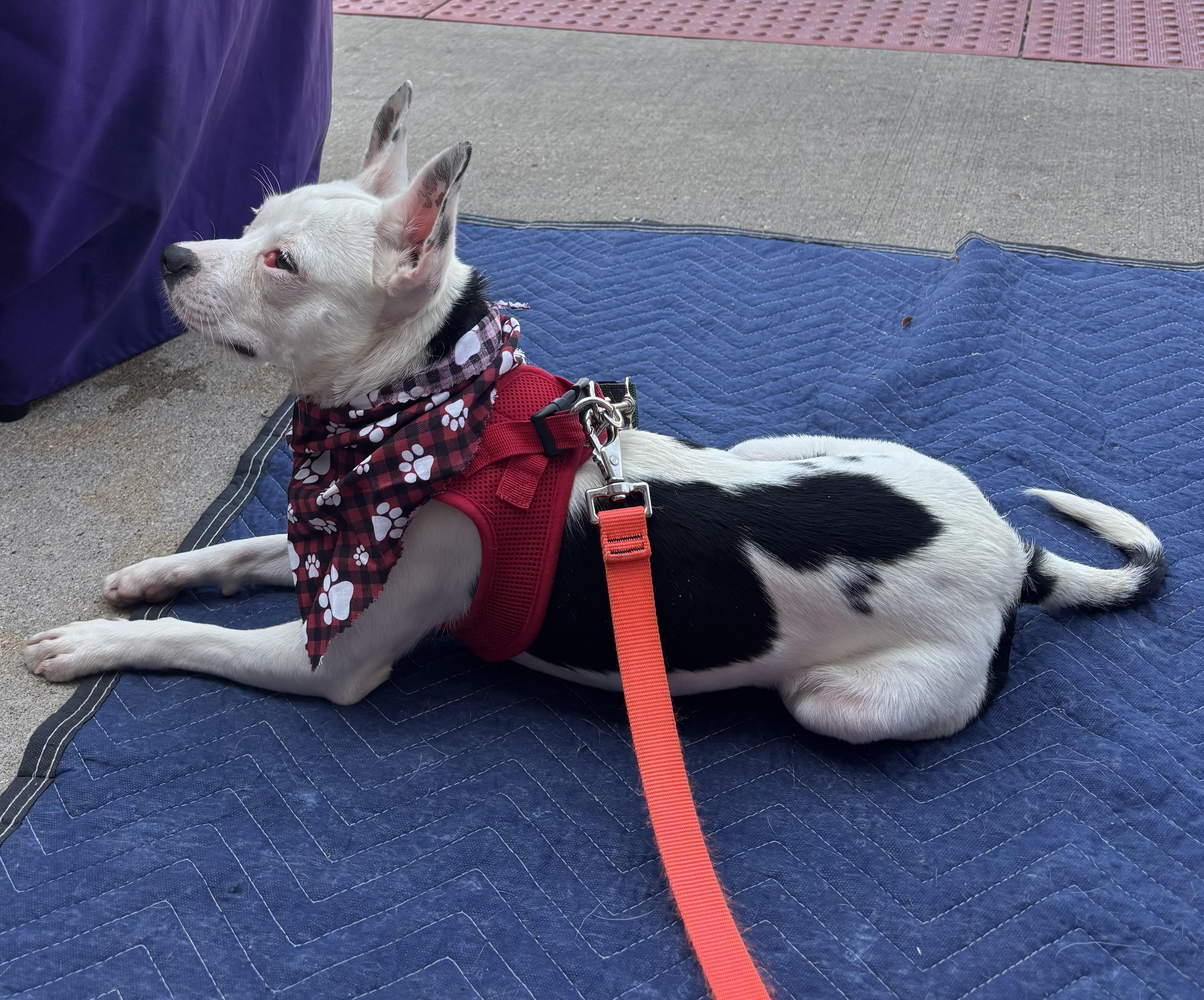 Gohan, a ADOPTABLE mixed breed in Bartlett, IL image 4/5
