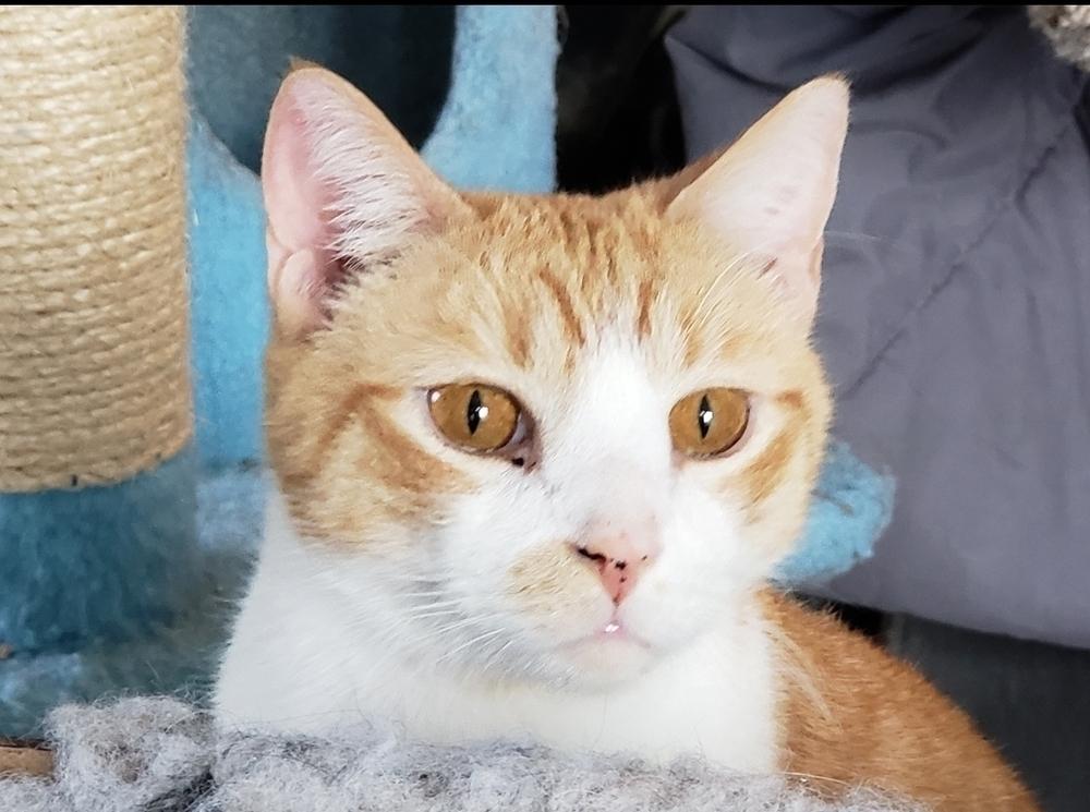 Theodore, Adoptable, Adult Male Domestic Short Hair.