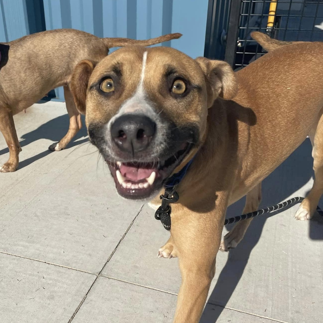 Enlarge Jazzy, a Adoptable mixed breed in Oklahoma City, OK image 5/6