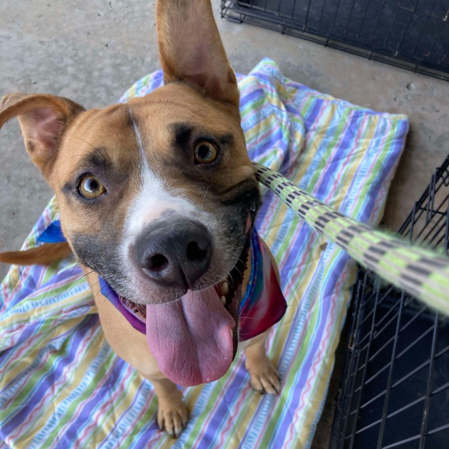 Jazzy, Adoptable, Adult Female Pit Bull Terrier.