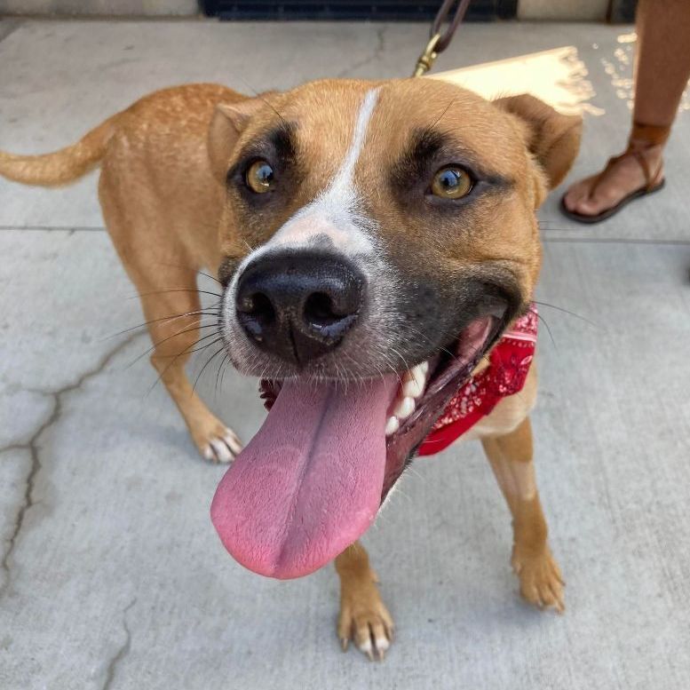Enlarge Jazzy, a Adoptable mixed breed in Oklahoma City, OK image 6/6