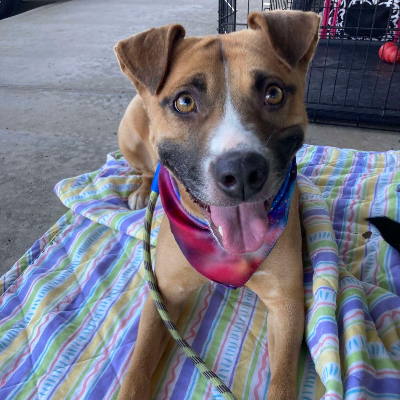 Enlarge Jazzy, a Adoptable mixed breed in Oklahoma City, OK image 2/6