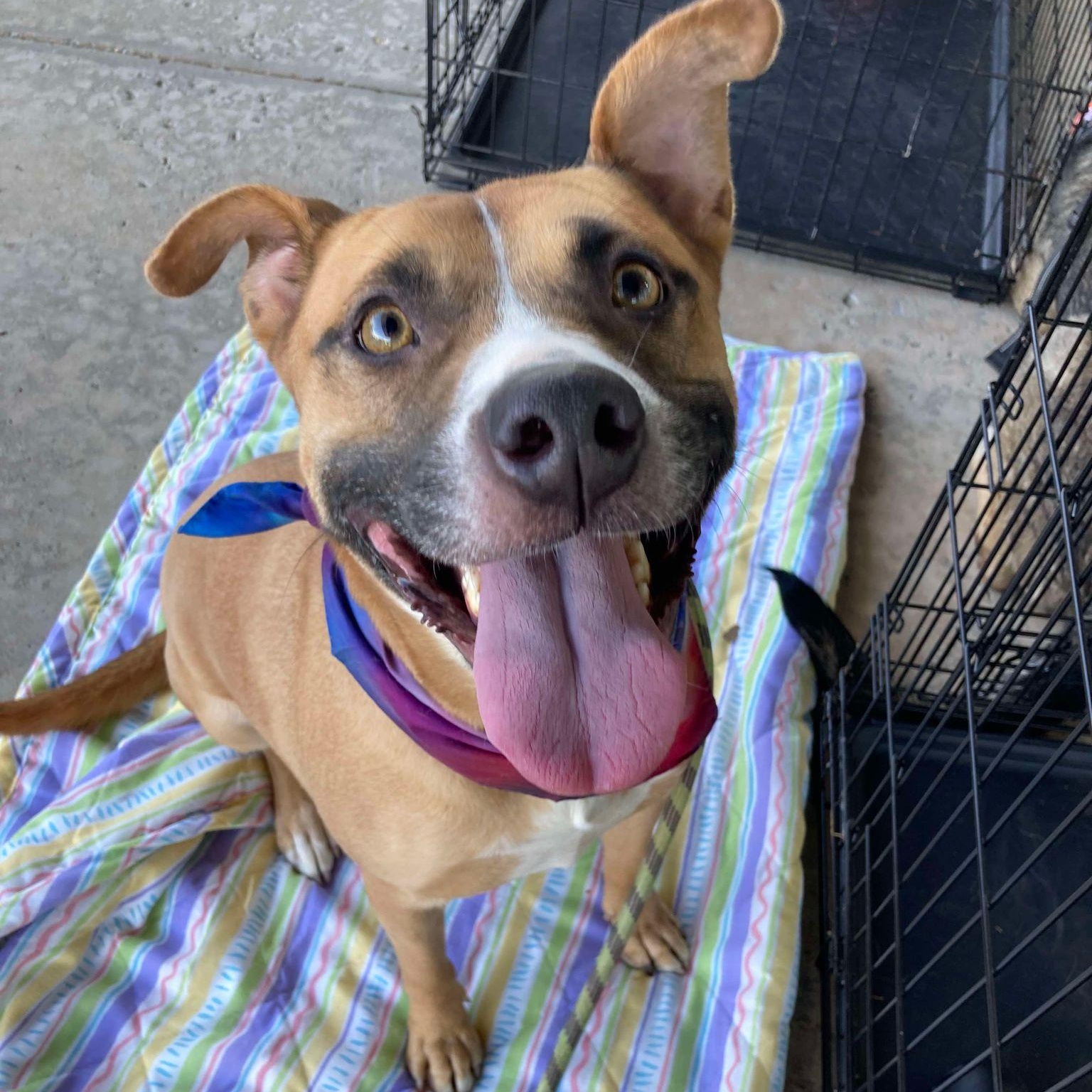 Enlarge Jazzy, a Adoptable mixed breed in Oklahoma City, OK image 3/6