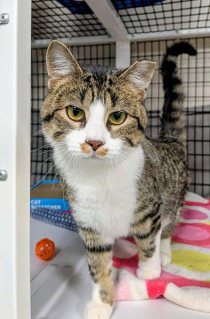 Barista, Adoptable, Young Male Domestic Short Hair & Domestic Short Hair.