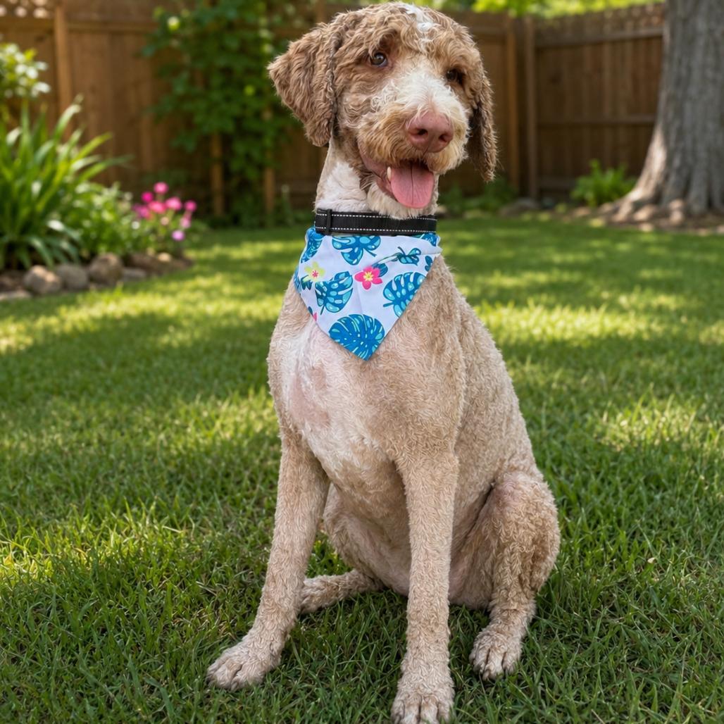 Benny, Adoptable, Adult Male Standard Poodle & Labradoodle.