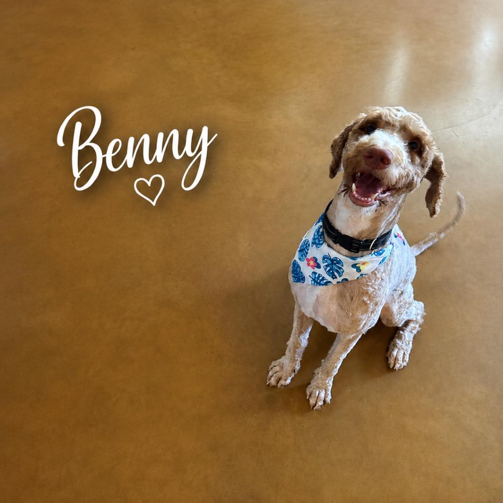 Enlarge Benny, a Adoptable mixed breed in Phoenix, AZ image 3/4