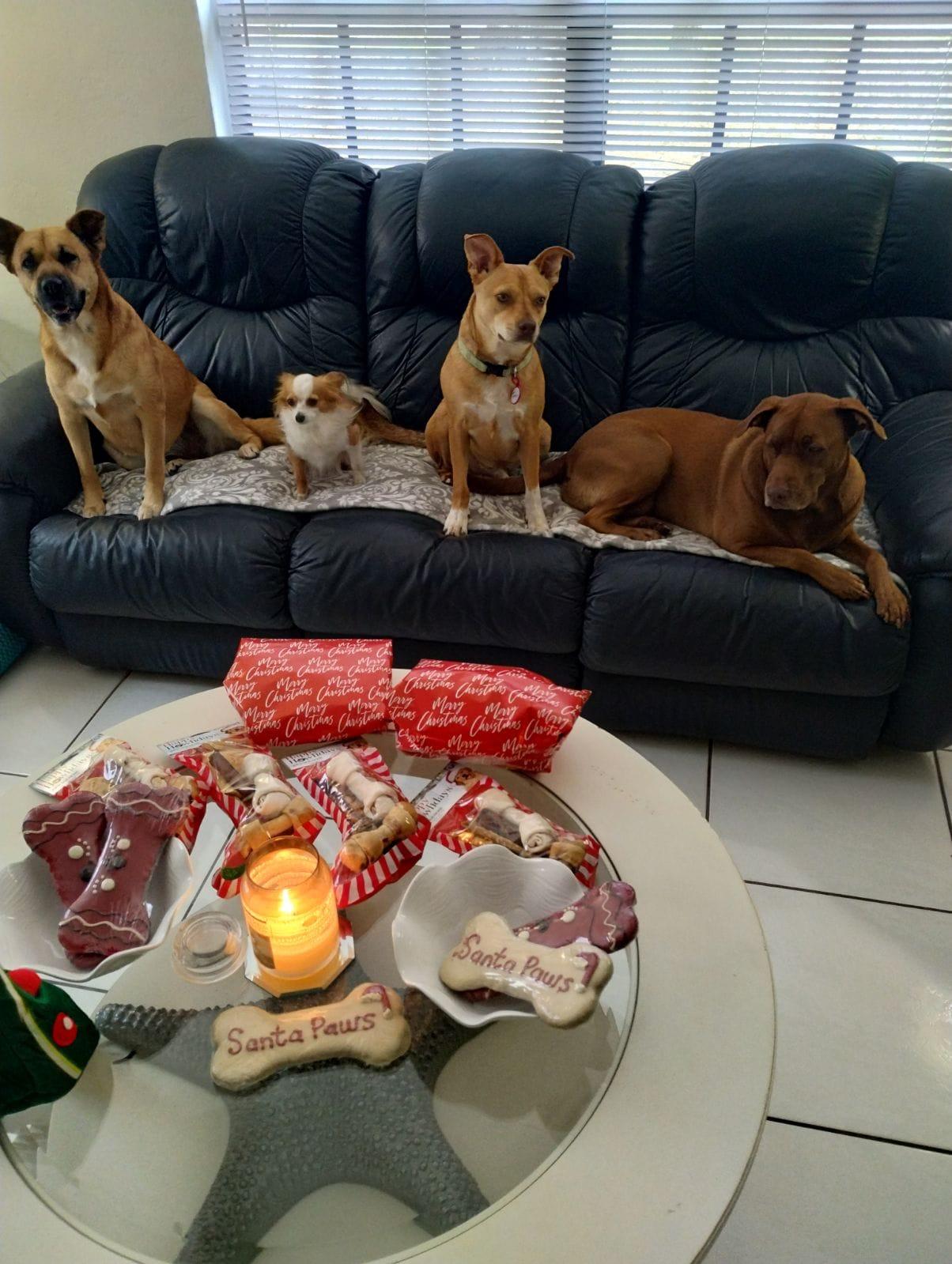 Perfect Gentleman!!, a Adoptable Terrier in Fort Myers Beach, FL image 4/5