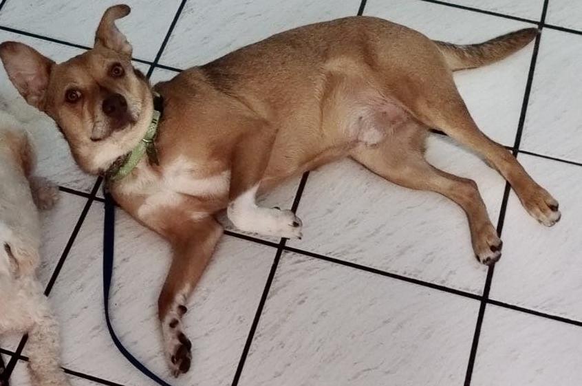 Perfect Gentleman!!, a Adoptable Terrier in Fort Myers Beach, FL image 5/5