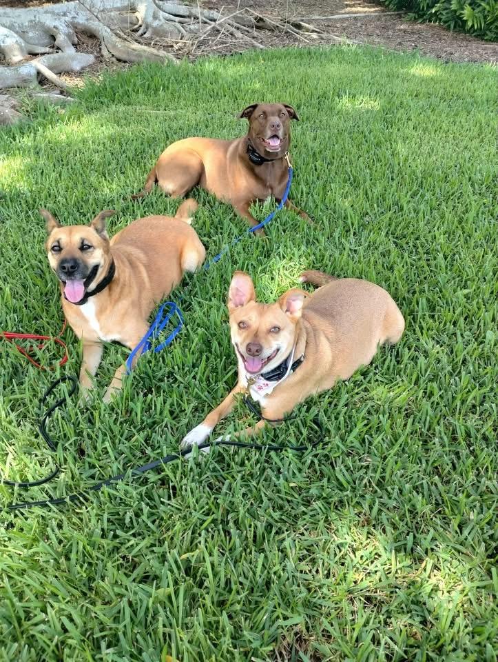 Enlarge Two years annual Health & wellness visit included, a Adoptable Terrier in Fort Myers Beach, FL image 1/4