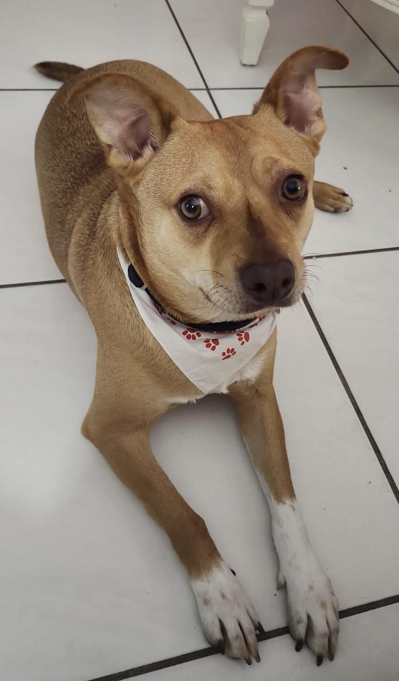 Perfect Gentleman!!, a Adoptable Terrier in Fort Myers Beach, FL image 1/5
