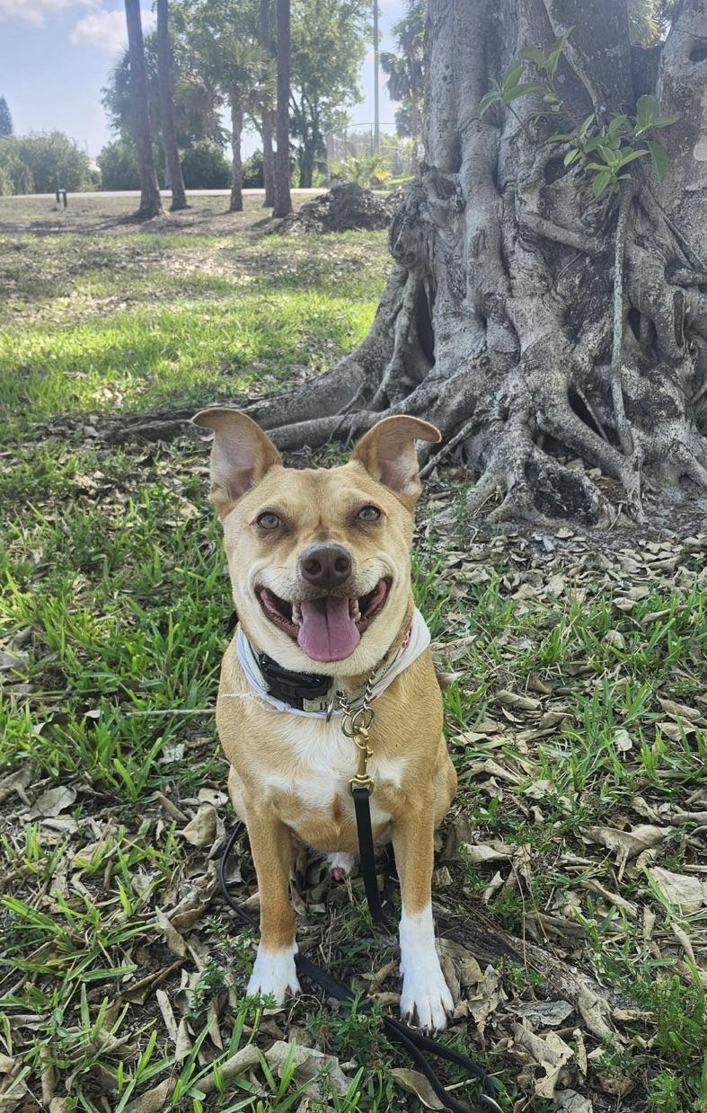 Perfect Gentleman!!, a Adoptable Terrier in Fort Myers Beach, FL image 2/5