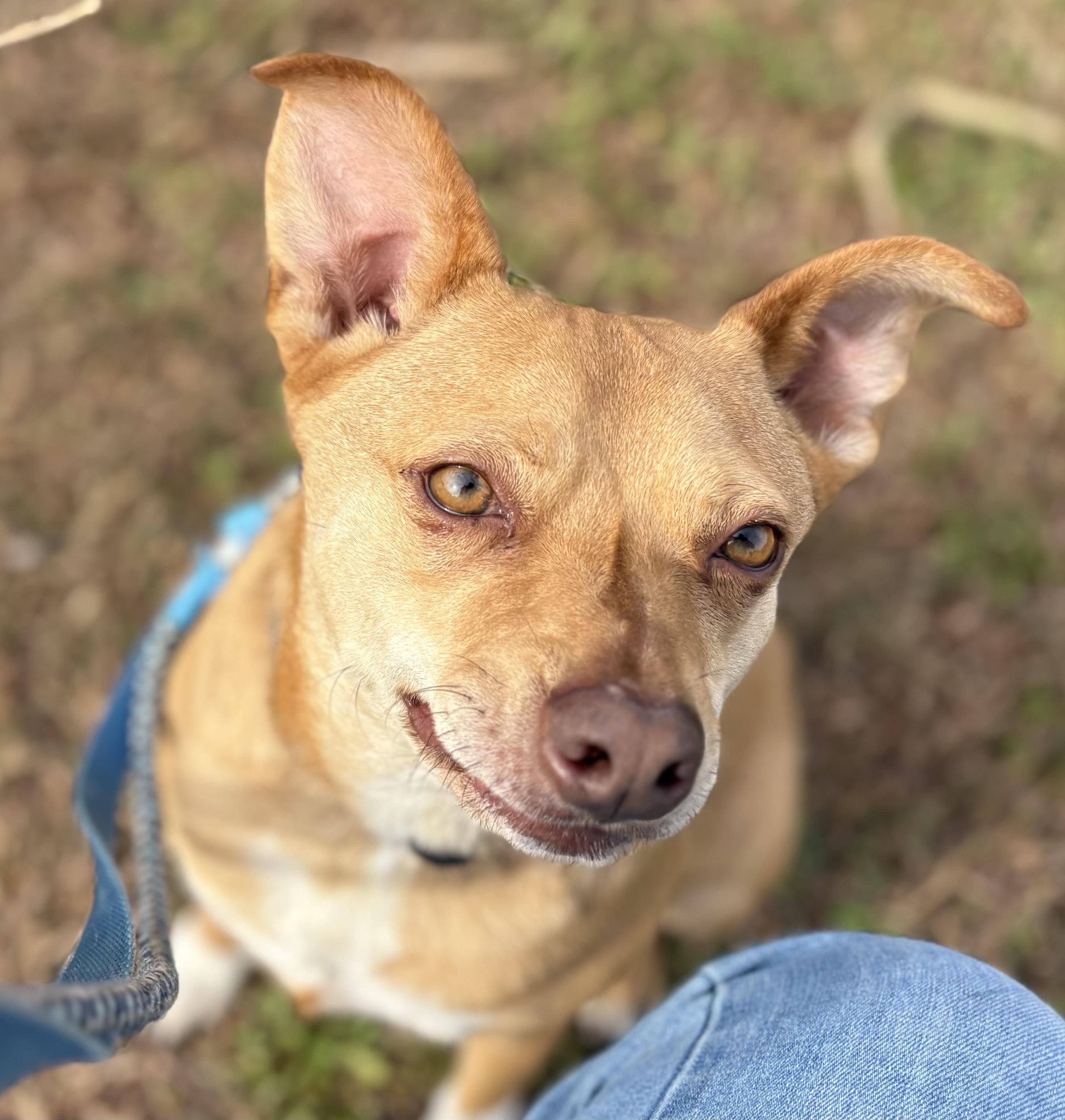 Perfect Gentleman!!, Adoptable, Adult Male Terrier.