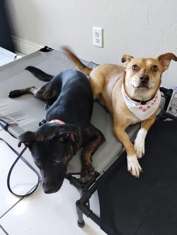 Good Boy, Adoptable, Adult Male Terrier.