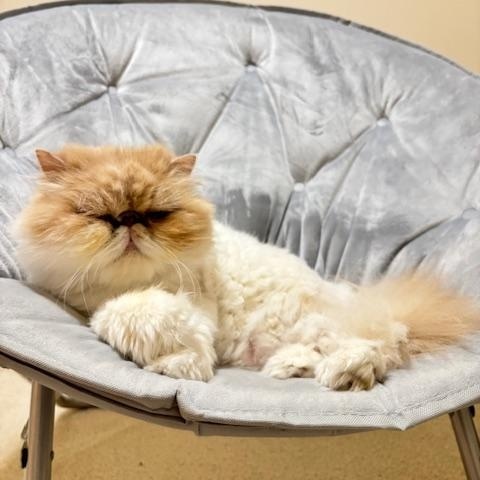 Penny - PEACEFUL PERSIAN SEEKING HER FURREVER THRONE photo 2