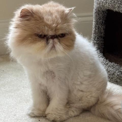 Penny - PEACEFUL PERSIAN SEEKING HER FURREVER THRONE photo 3