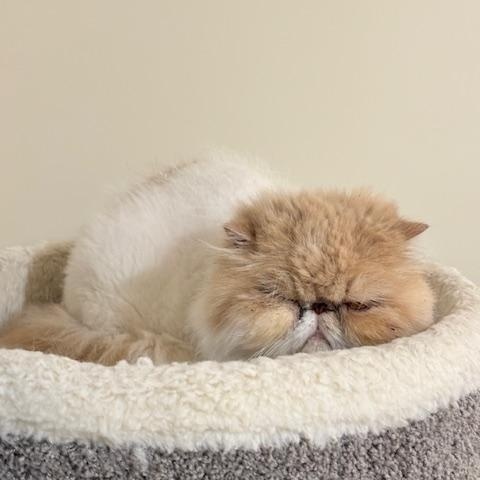 Penny - PEACEFUL PERSIAN SEEKING HER FURREVER THRONE photo 4