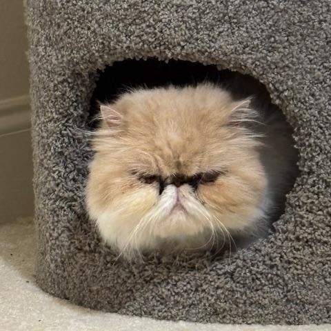 Penny - PEACEFUL PERSIAN SEEKING HER FURREVER THRONE, Adult Female Persian