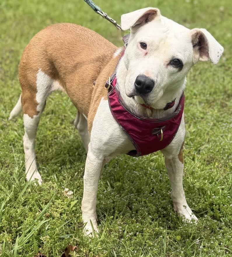 Enlarge Pearlie, a Adoptable Boxer in Monroeville , PA image 1/4