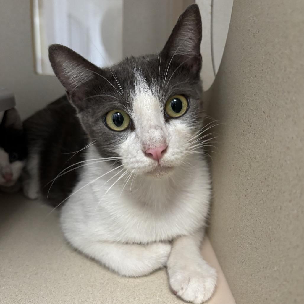 Enlarge Lilith, a Adoptable Domestic Short Hair in Houston, TX image 1/1