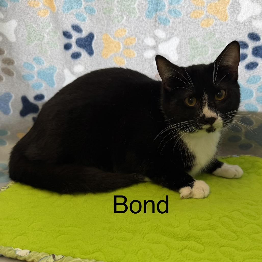Bond, Adoptable, Young Male Domestic Short Hair.