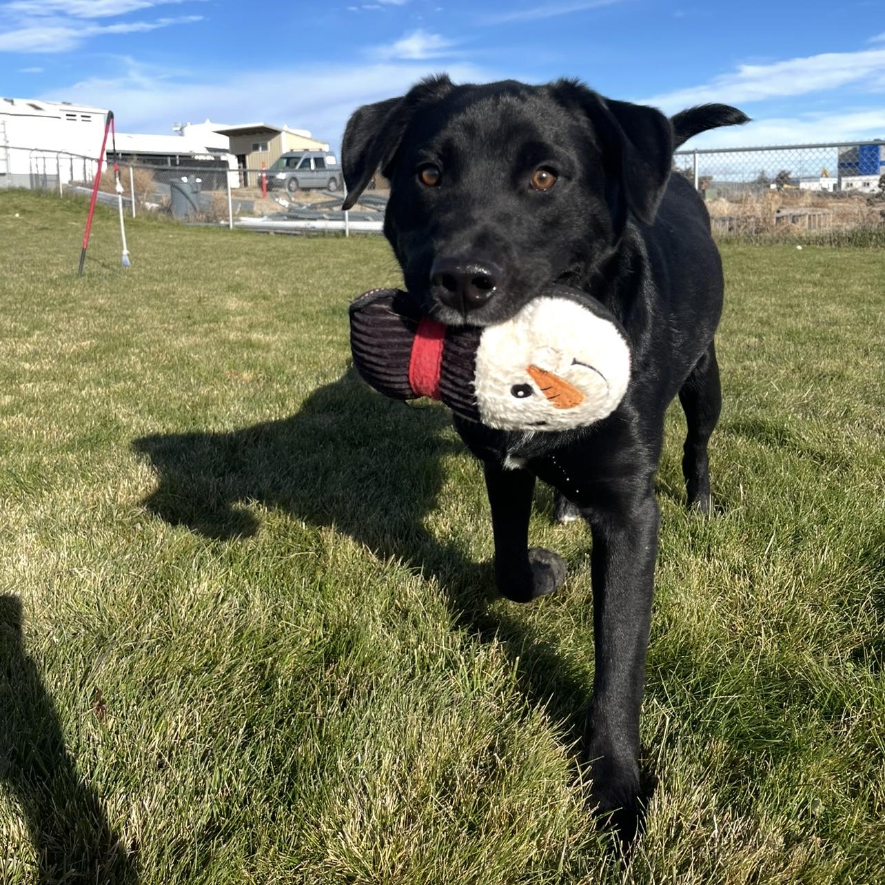 Bert, ADOPTABLE, Adult Male Black Labrador Retriever.