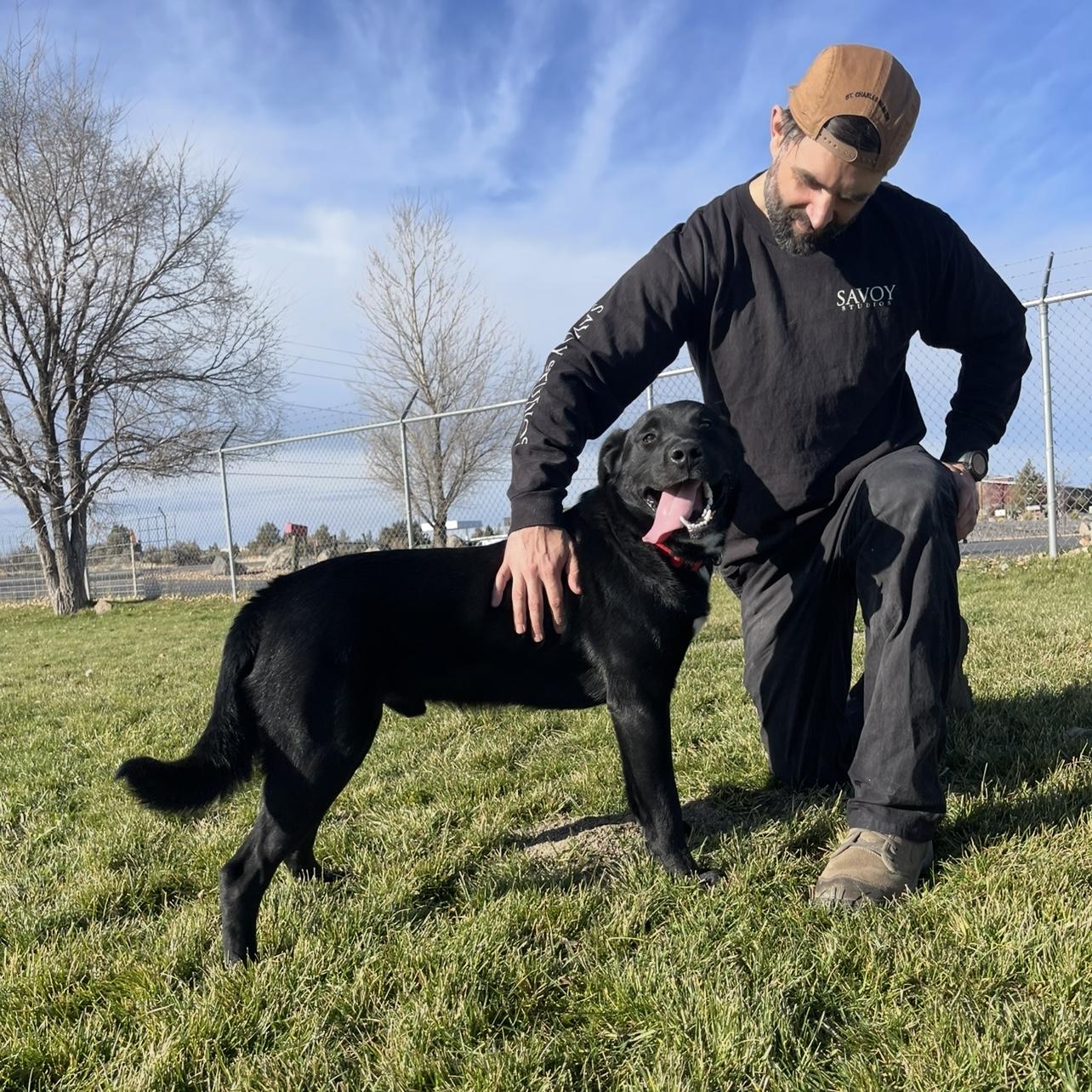 Bert, ADOPTABLE, Adult Male Black Labrador Retriever.