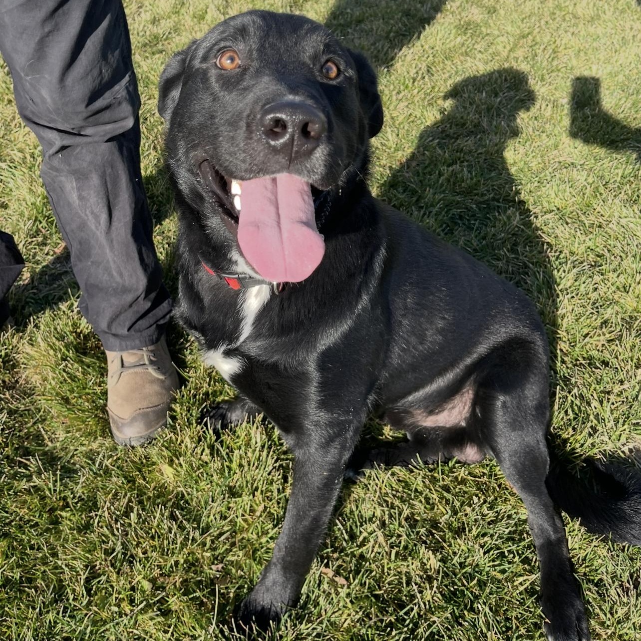 Bert, a ADOPTABLE mixed breed image 3/6