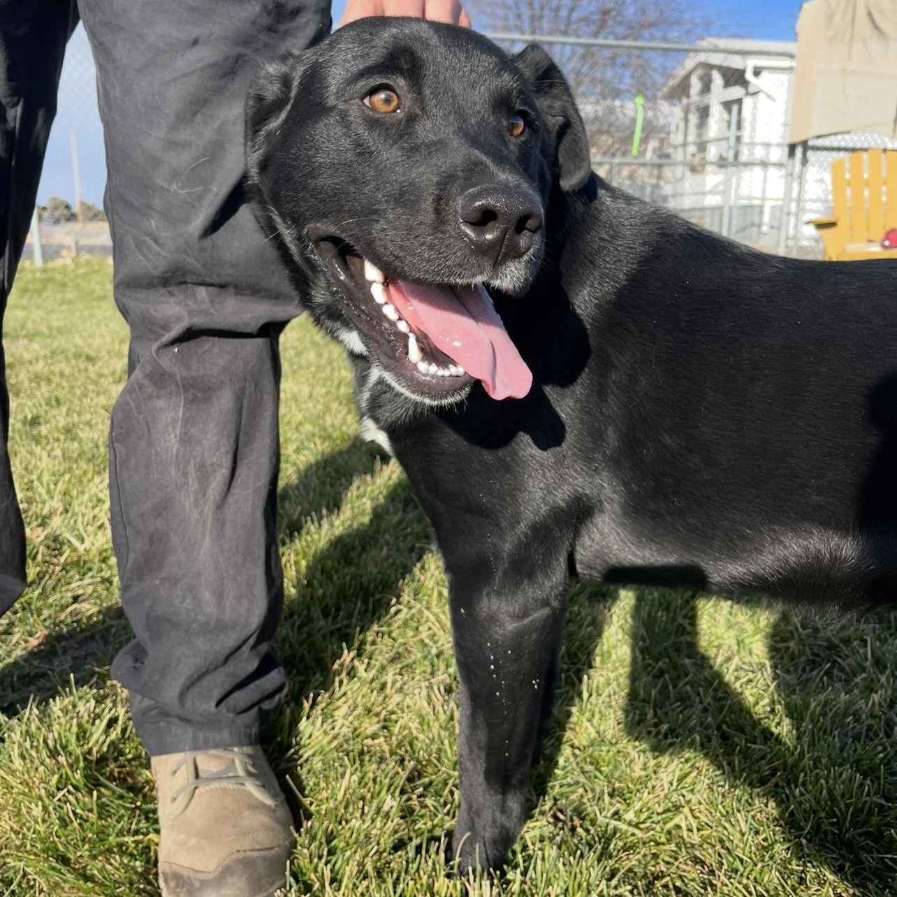 Bert, a ADOPTABLE mixed breed image 4/6